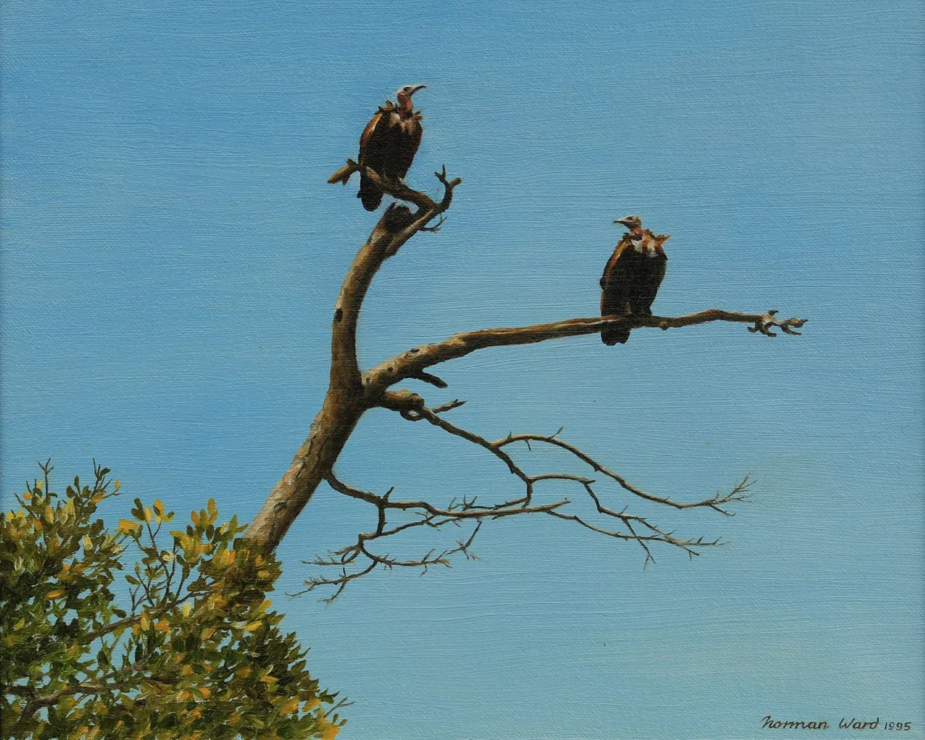 A Norman Ward painting of a buffalo